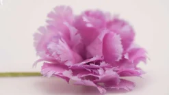 Life-Sized Pink Carnation Boutonnière Flower