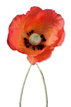 Orange Red Poppy Boutonnière Flower