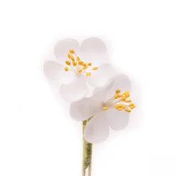 White Cherry Blossom Boutonnière Flower
